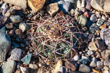 Texas Çölü 'ndeki Big Bend Ulusal Parkı' nda at sakatı ya da şeytan iğneliği kaktüsü kaktüsü (Echinocactus texensis).