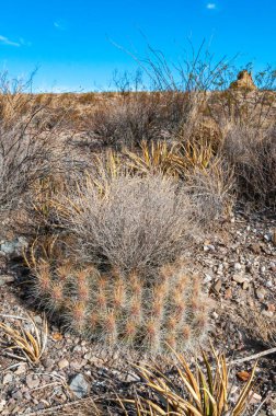 Çöl manzarası, Çilek kirpi kaktüsü (Echinocereus stramineus), Teksas 'taki Big Bend Ulusal Parkı' nda saman renkli kirpi.