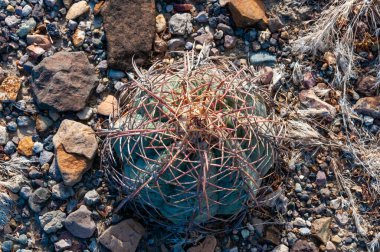 Texas Çölü 'ndeki Big Bend Ulusal Parkı' nda at sakatı ya da şeytan iğneliği kaktüsü kaktüsü (Echinocactus texensis).