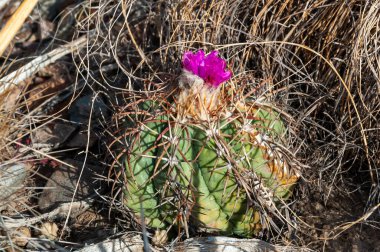 Türk baş kaktüsü (Echinocactus horizonthalonius) Big Bend Ulusal Parkı 'ndaki Teksas Çölü' nde.