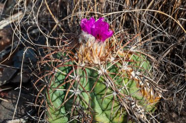 Türk baş kaktüsü (Echinocactus horizonthalonius) Big Bend Ulusal Parkı 'ndaki Teksas Çölü' nde.