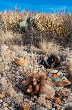 Gökkuşağı kaktüsü (Echinocereus pectinatus), çöldeki taşların arasında çalı bitkisi. Big Bend Ulusal Parkı, Teksas Kaktüsü