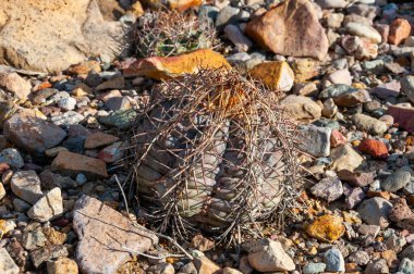 Türk baş kaktüsü (Echinocactus horizonthalonius) Big Bend Ulusal Parkı 'ndaki Teksas Çölü' nde.