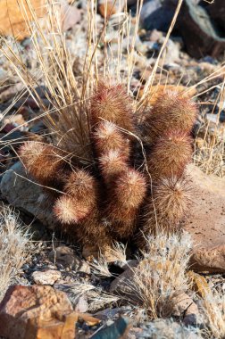Gökkuşağı kaktüsü (Echinocereus pectinatus), çöldeki taşların arasında çalı bitkisi. Big Bend Ulusal Parkı, Teksas Kaktüsü