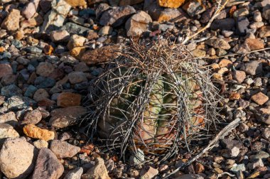 Türk baş kaktüsü (Echinocactus horizonthalonius) Big Bend Ulusal Parkı 'ndaki Teksas Çölü' nde.