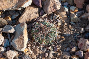 Texas Çölü 'ndeki Big Bend Ulusal Parkı' nda at sakatı ya da şeytan iğneliği kaktüsü kaktüsü (Echinocactus texensis).