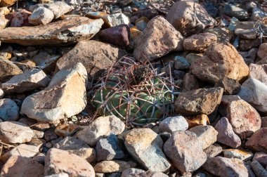 Texas Çölü 'ndeki Big Bend Ulusal Parkı' nda at sakatı ya da şeytan iğneliği kaktüsü kaktüsü (Echinocactus texensis).