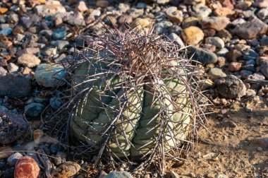 Türk baş kaktüsü (Echinocactus horizonthalonius) Big Bend Ulusal Parkı 'ndaki Teksas Çölü' nde.