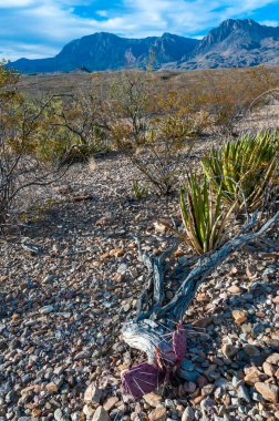 Kuraklığa dayanıklı kaktüsleri, yuccaları ve Teksas 'ın Big Bend NP' inde agavları olan bir çöl manzarası.