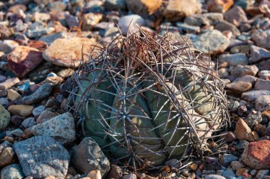 Türk baş kaktüsü (Echinocactus horizonthalonius) Big Bend Ulusal Parkı 'ndaki Teksas Çölü' nde.
