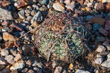 Türk baş kaktüsü (Echinocactus horizonthalonius) Big Bend Ulusal Parkı 'ndaki Teksas Çölü' nde.