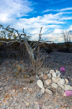 Dikenli armut kaktüsü ve Echinocereus sp. Santa Elena Kanyonu yakınlarındaki Big Bend Ulusal Parkı 'nda bir kaya çölünde.
