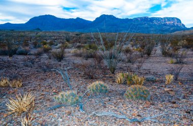 Çöl manzarası, Çilek kirpi kaktüsü (Echinocereus stramineus), Teksas 'taki Big Bend Ulusal Parkı' nda saman renkli kirpi.