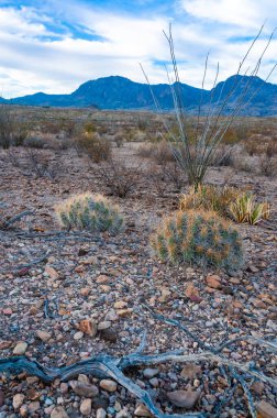 Çöl manzarası, Çilek kirpi kaktüsü (Echinocereus stramineus), Teksas 'taki Big Bend Ulusal Parkı' nda saman renkli kirpi.