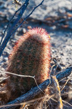 Gökkuşağı kaktüsü (Echinocereus pectinatus). Big Bend Ulusal Parkı, Teksas Kaktüsü