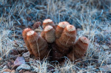 Gökkuşağı kaktüsü (Echinocereus pectinatus), çöldeki taşların arasında çalı bitkisi. Big Bend Ulusal Parkı, Teksas Kaktüsü