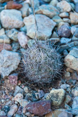 Arı kovanı kaktüsü (Echinomastus sp.) Santa Elena Kanyonu yakınlarındaki çölde Big Bend Ulusal Parkı, ABD