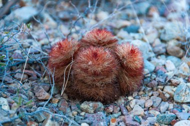 Gökkuşağı kaktüsü (Echinocereus pectinatus), çöldeki taşların arasında çalı bitkisi. Big Bend Ulusal Parkı, Teksas Kaktüsü