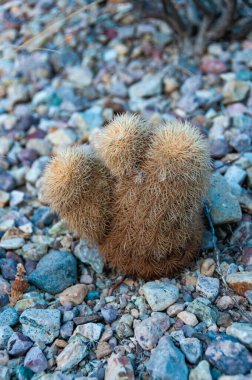 Gökkuşağı kaktüsü (Echinocereus pectinatus). Big Bend Ulusal Parkı, Teksas Kaktüsü