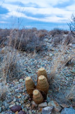 Gökkuşağı kaktüsü (Echinocereus pectinatus), çöldeki taşların arasında çalı bitkisi. Big Bend Ulusal Parkı, Teksas Kaktüsü