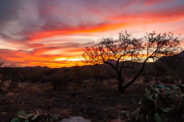 Teksas 'taki Big Bend Ulusal Parkı' nda kızıl gün batımı çöle döndü.