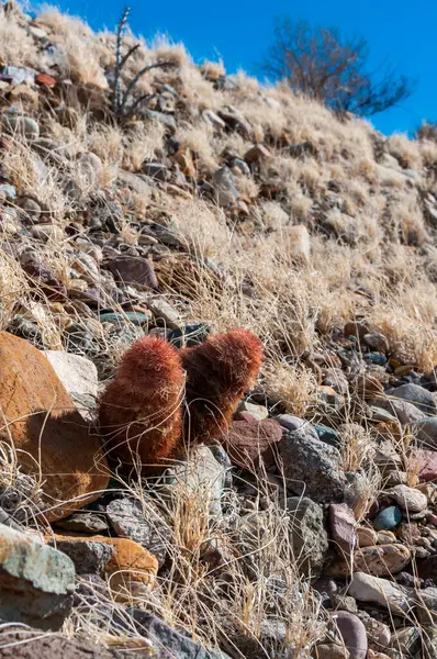 Gökkuşağı kaktüsü (Echinocereus pectinatus), çöldeki taşların arasında çalı bitkisi. Big Bend Ulusal Parkı, Teksas Kaktüsü