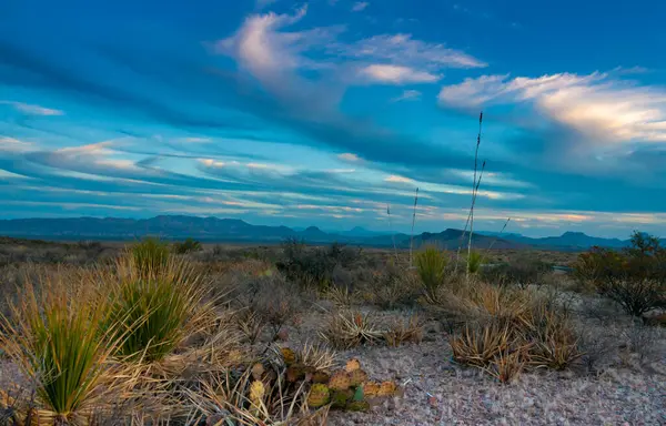 Kuraklığa dayanıklı kaktüsleri, yuccaları ve Teksas 'ın Big Bend NP' inde agavları olan bir çöl manzarası.