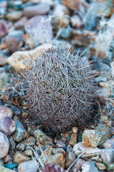 Arı kovanı kaktüsü (Echinomastus sp.) Santa Elena Kanyonu yakınlarındaki çölde Big Bend Ulusal Parkı, ABD