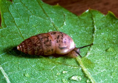 Chondrula tridens - bir yumuşakça yeşil bir yaprak üzerinde sürünür, Ukrayna