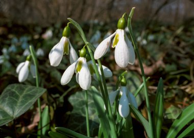 Galanthus elwesii (Elwes 's, daha büyük kar damlası), vahşi doğada çiçek açan kar damlaları, Ukrayna