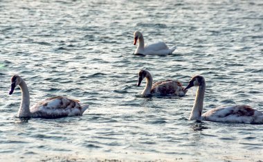 Dilsiz kuğu (Cygnus rengi), gri tüylü genç kuğular baharda denizde yüzerler.