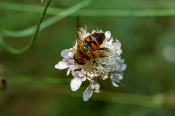 在乌克兰南部 一种常见的无人驾驶苍蝇 一只苍蝇栖息在一朵白色的花序上 — 图库照片
