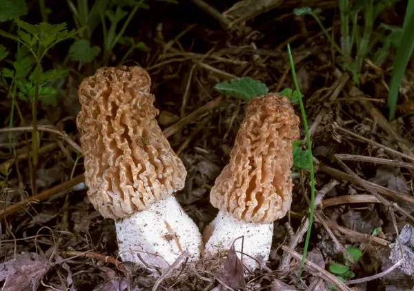 Verpa Bohemica Morchella Due Giovani Funghi Commestibili Nella Steppa Dell — Foto Stock