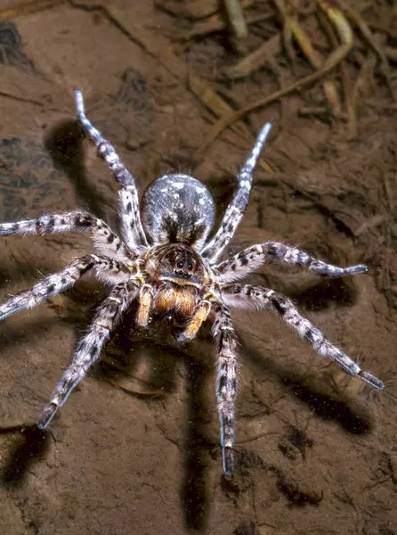 Lycosa Singoriensis Una Gran Araña Que Vive Madrigueras Verticales Suelo —  Fotos de Stock