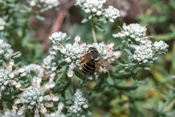 Andrena Zonandrena Flavipes Ett Enda Samlar Pollen Vita Blommor Södra — Stockfoto