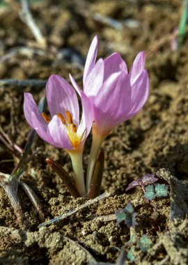 Ephemeral çiçekler, vahşi doğada çicek gülleri (Colchicum ancyrense), sonbahar çiçeği, çayır safranı ve çıplak kadın.