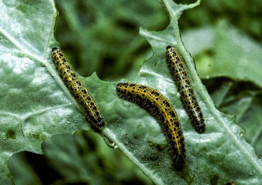 Lahana yaprakları üzerinde yeşil tırtıl (Pieris brassicae), Ukrayna