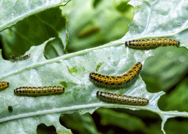 Lahana yaprakları üzerinde yeşil tırtıl (Pieris brassicae), Ukrayna