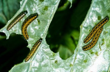 Lahana yaprakları üzerinde yeşil tırtıl (Pieris brassicae), Ukrayna