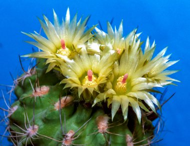 Thelocactus sp. Arkaplanda sarı çiçekler açan sulu bitkiler.