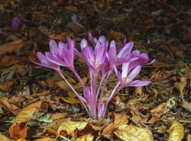 Ephemeral çiçekler, yaban gülleri (Colchicum Autumnale), güneybatı Ukrayna 'da sonbaharda açan Crocus.