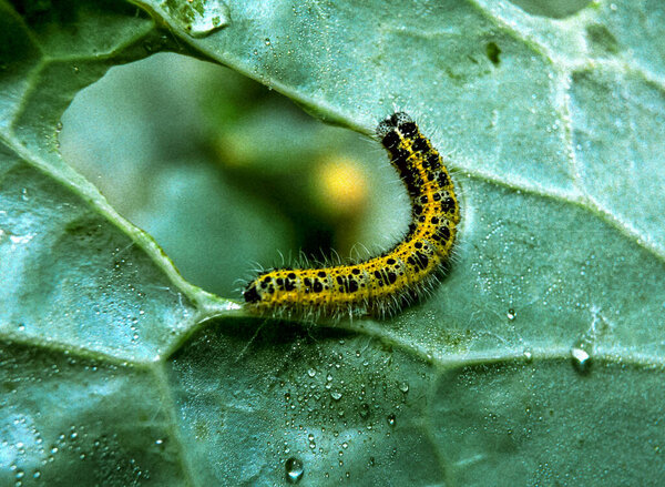 Green caterpillar of the cabbage white butterfly (Pieris brassicae) on cabbage leaves, Ukraine