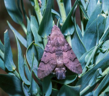 Yeşil yaprakların üzerinde oturan sinekkuşu şahini güvesi (Macroglossum stellatarum), Ukrayna 