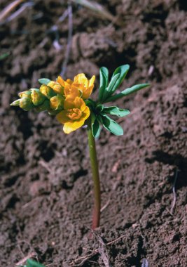 Leontice (Gymnospermium odessanum) çiçekli iin Tiligul Haliç, kırmızı kitap Ukrayna'nın eteklerinde vahşi