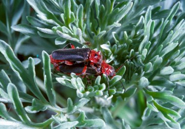 Asker böcek Cantharis fusca. Güney Ukrayna 'da bir bitki yaprağı üzerinde yumuşak gövdeli böcekler çiftleşiyor.
