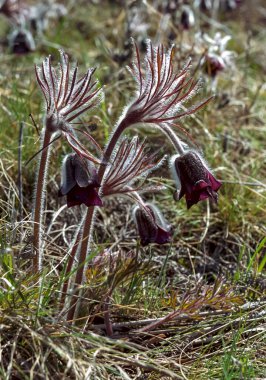 Doğu pasqueflower (Pulsatilla patens), Ukrayna 'nın güneyinde nesli tükenmekte olan erken çiçek açan bitki.
