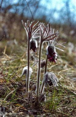 Doğu pasqueflower (Pulsatilla patens), Ukrayna 'nın güneyinde nesli tükenmekte olan erken çiçek açan bitki.