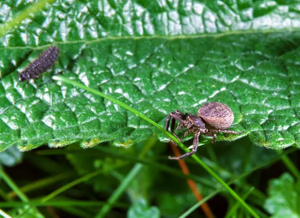 藏匿在乌克兰南部软糖花丛中的棕蟹蜘蛛 — 图库照片