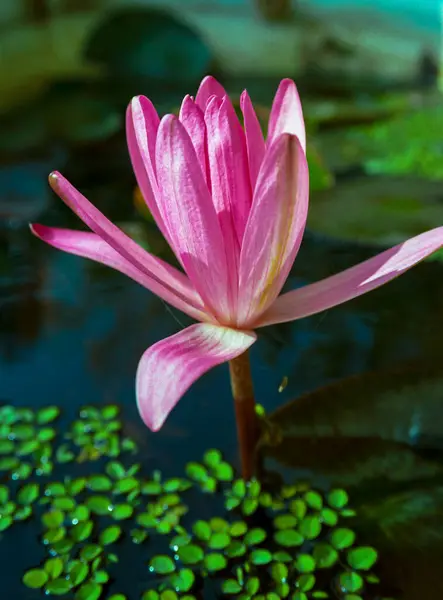 Pink Water Lily Flower Artificial Shallow Pond — Stock Photo, Image