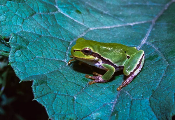 European Tree Frog Hyla Arborea Tree Frog Green Leaves Southern — 图库照片